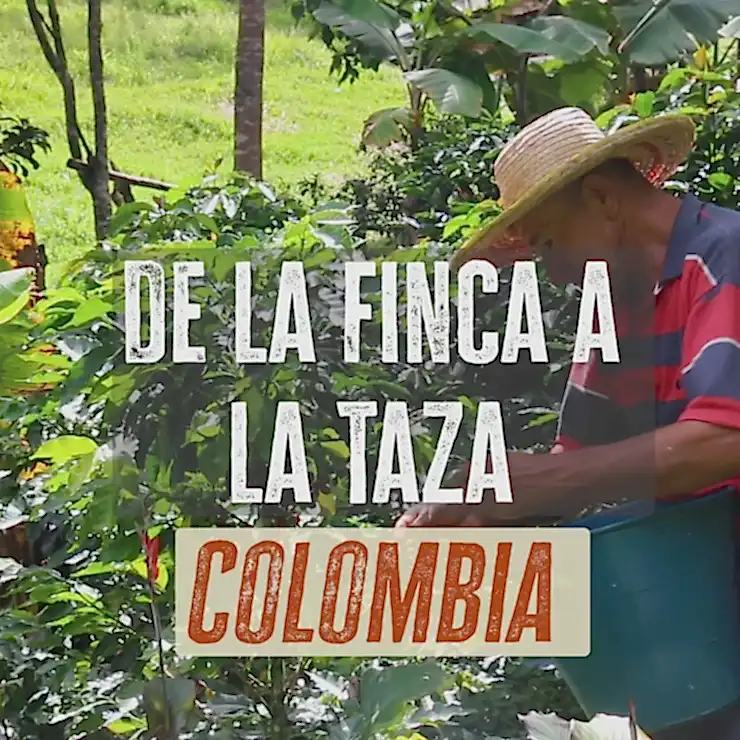 Oferta Sólo Grano - Colombia Envasado Automático